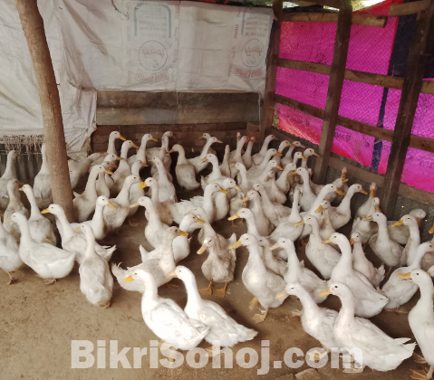 বেইজিং হাস
